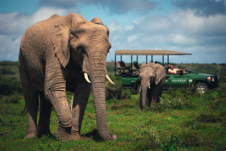 Safari Lodges with Last-Minute Discounts – Fly Private and Save Time