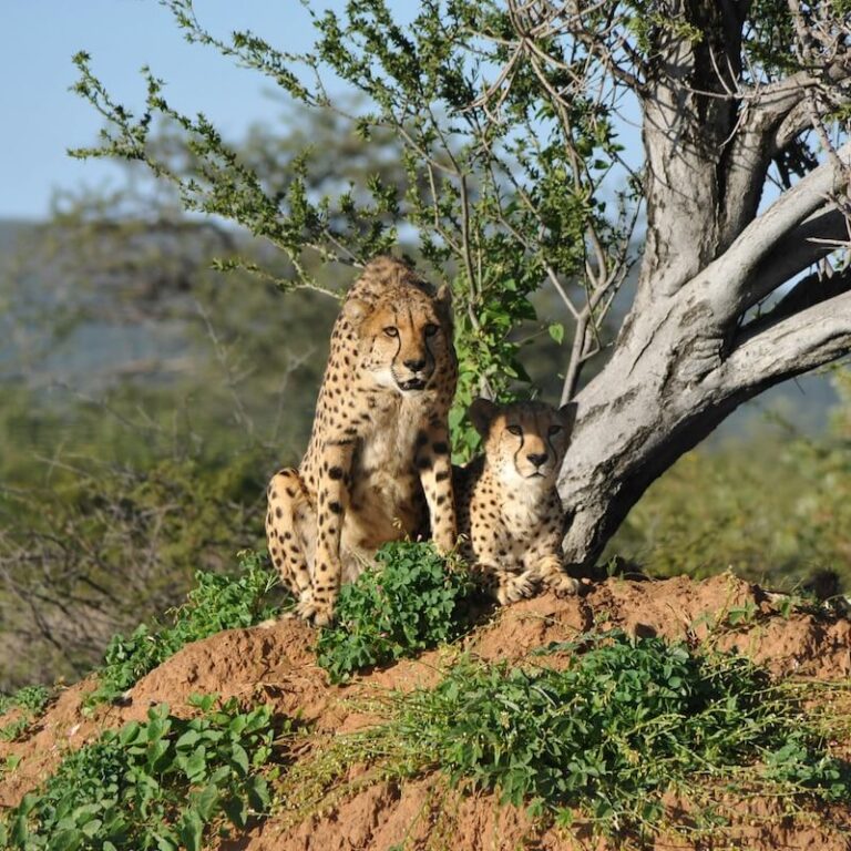 Helicopter Transfers to Kruger’s Finest Lodges – What to Know