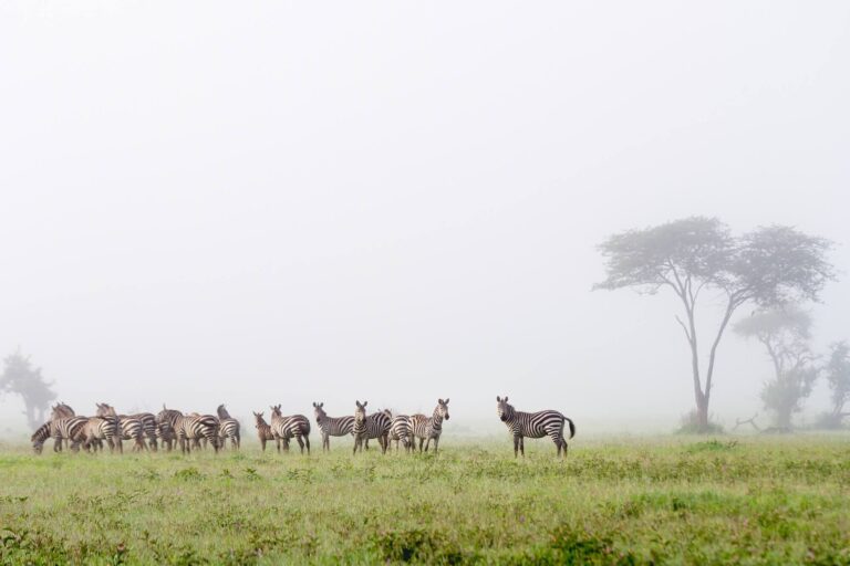 How do I travel from Brazil to South Africa in luxury?