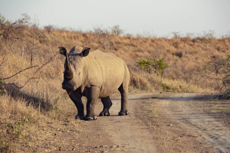 Luxury Travel to South Africa: Why Brazilian Elite Choose Private Air Charters