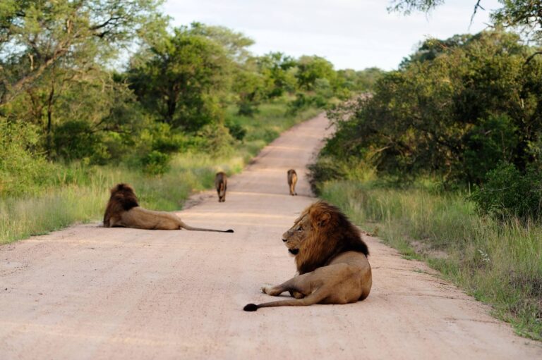 How to Plan a Luxury Safari Itinerary with Private Flights in Southern Africa