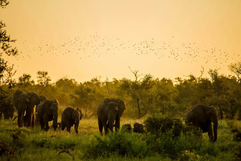 Top 5 South African Safari Lodges with Private Jet Access for U.S. Travelers