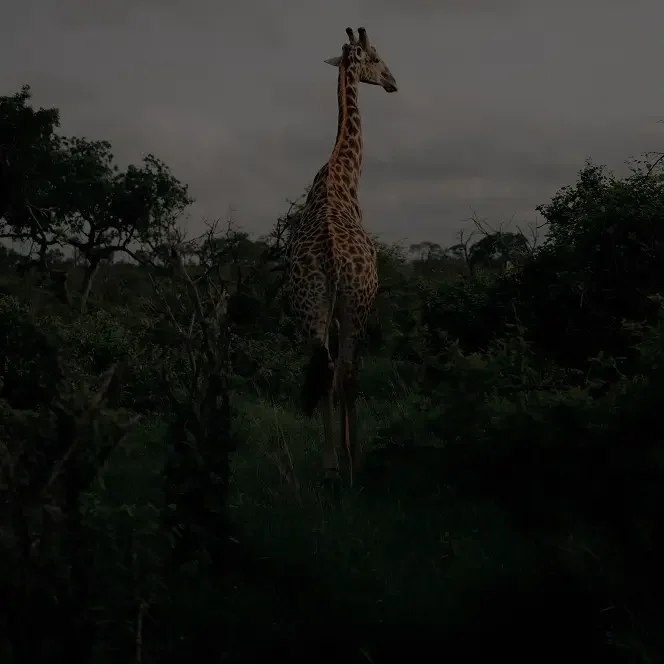 Bastion Aviation Africa Is Our Backyard