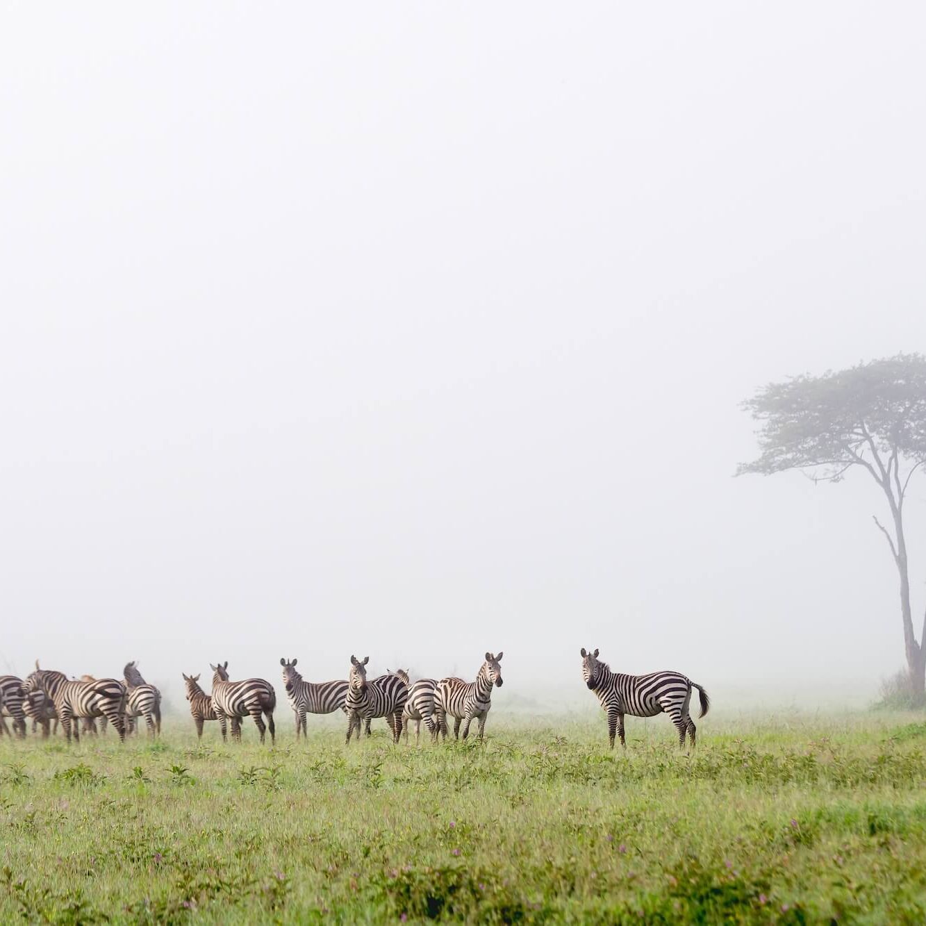 Bastion Aviation Private Flights Air Charter (1)