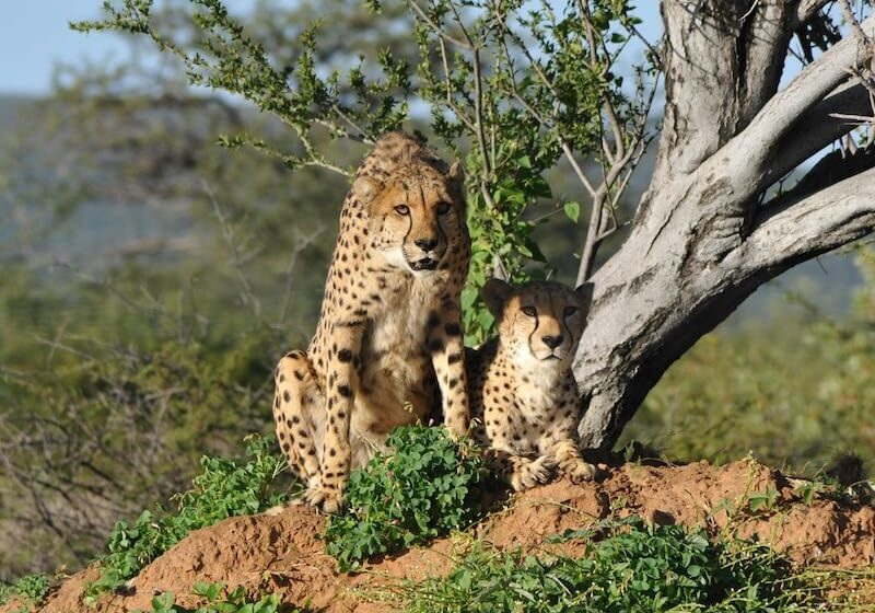Bastion Aviation charter Brazil to Kruger National Park Photo by Elina Emeleeva: https://www.pexels.com/photo/couple-of-cheeahs-17300489/