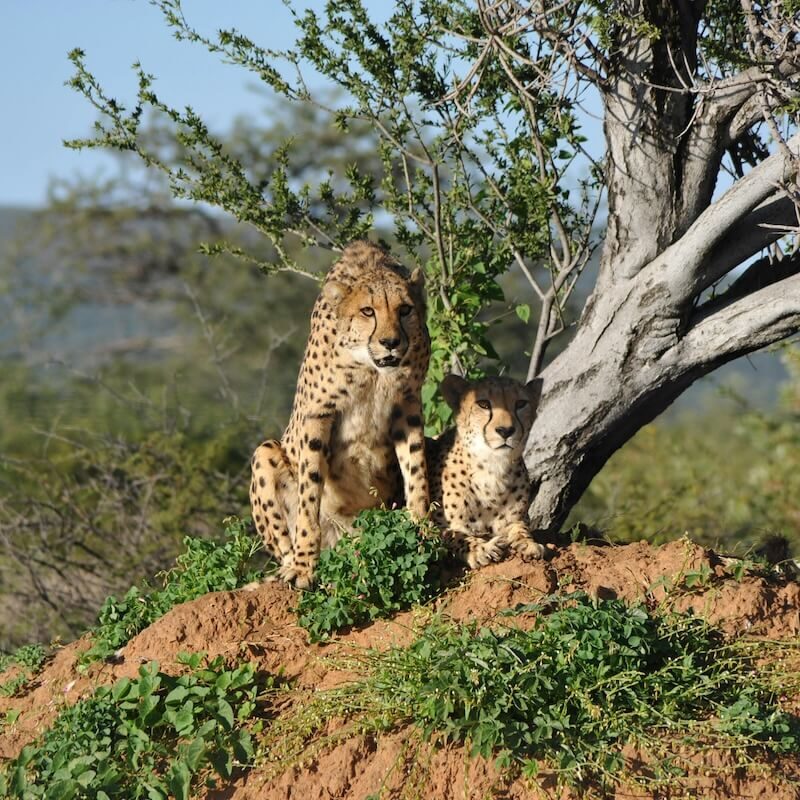 Photo by Elina Emeleeva: https://www.pexels.com/photo/couple-of-cheeahs-17300489/