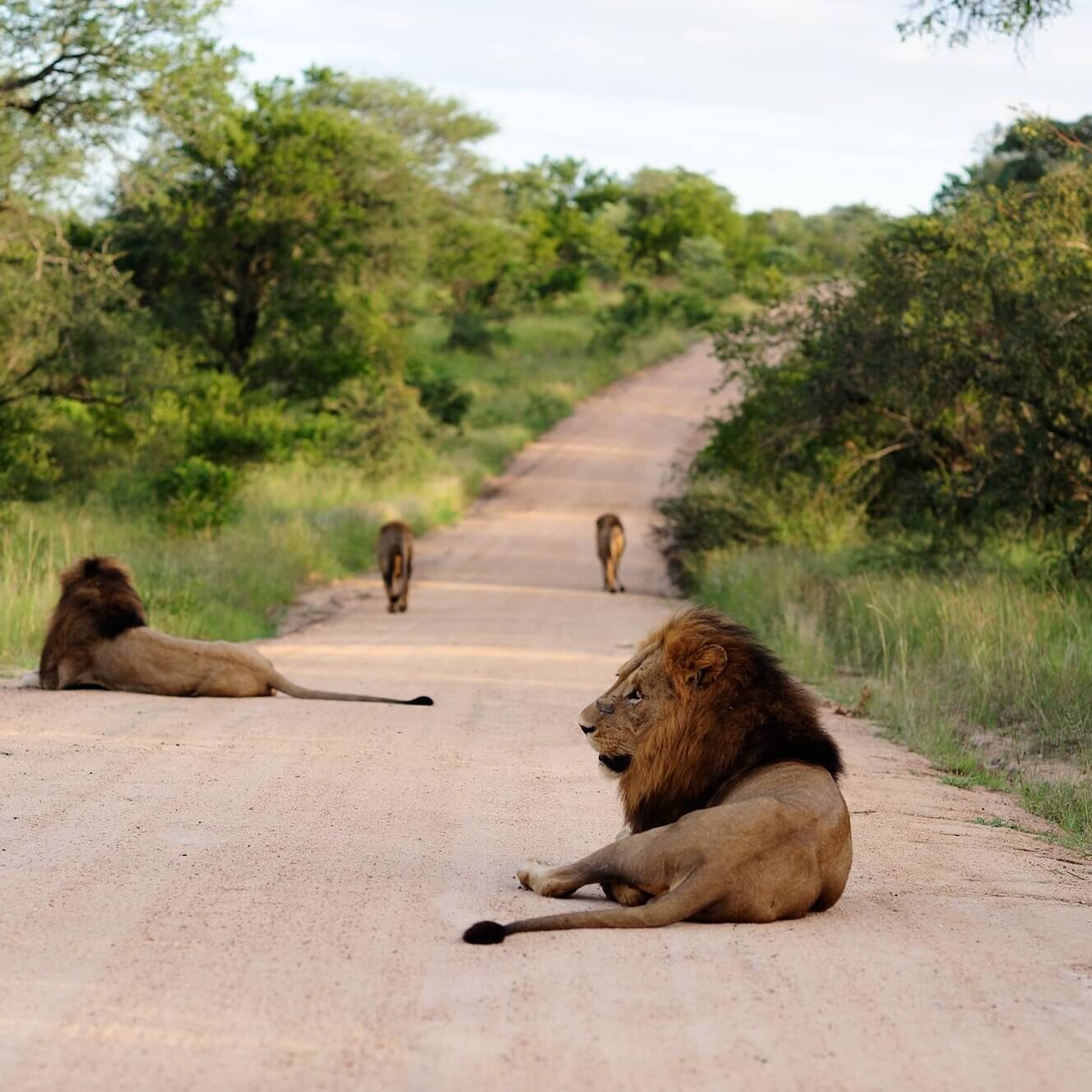 Bastion Aviation private charter to game reserve (1)