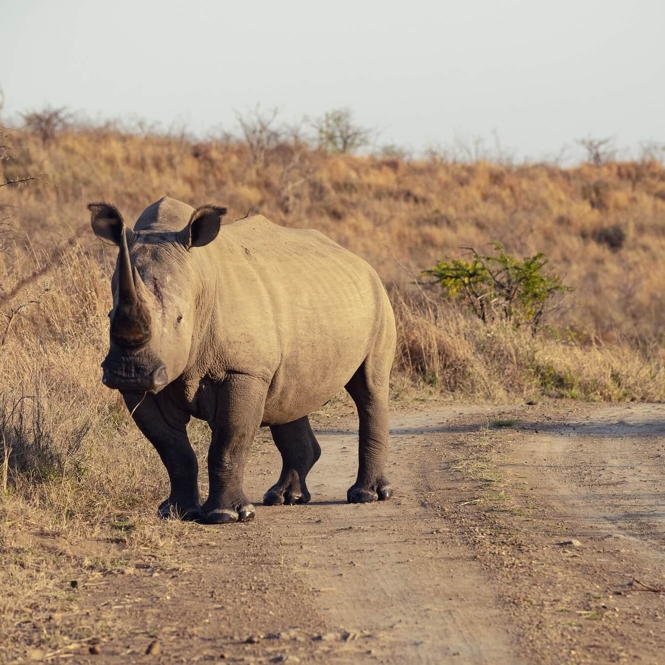 Bastion Aviation private jet (1)