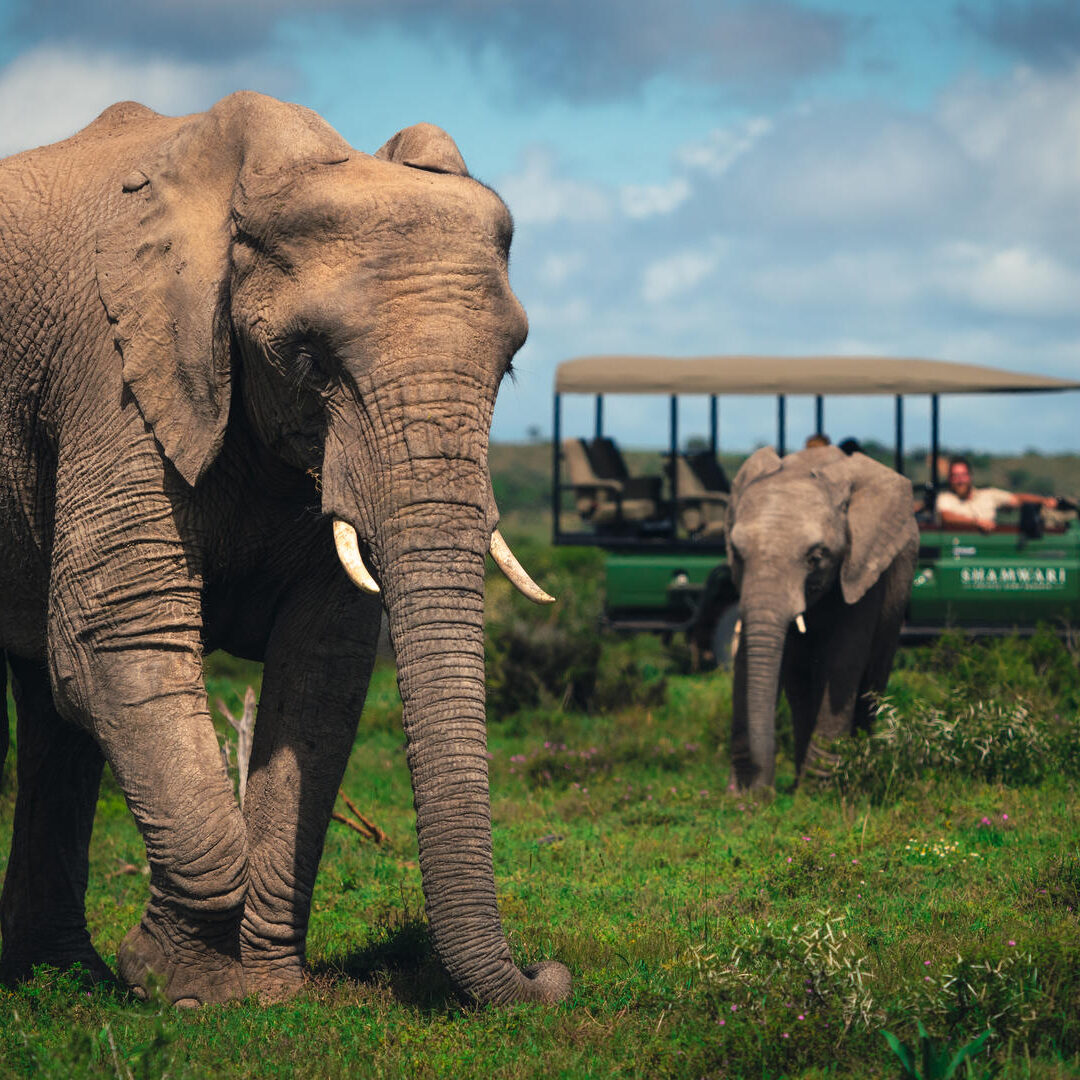 Shamwari Private Game Reserve_1