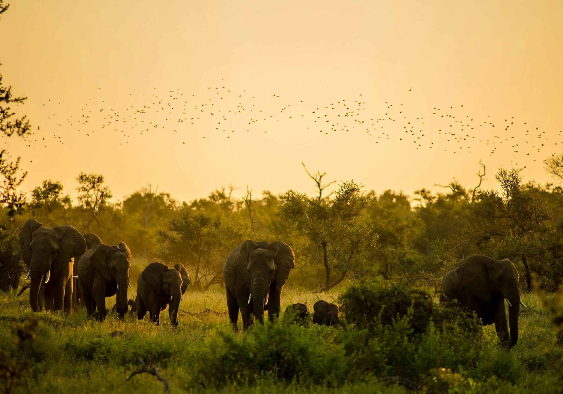 South Africa Lodge Private charter - Image Credit Isis Petroni